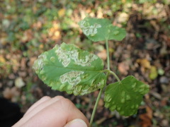 Phytomyza podagrariae