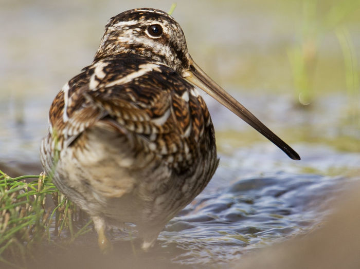 Solitary Snipe (Gallinago solitaria) photo