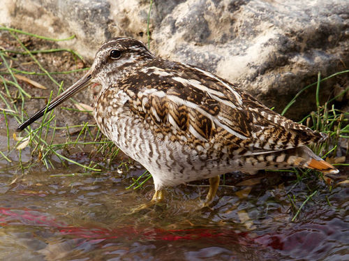 Solitary Snipe