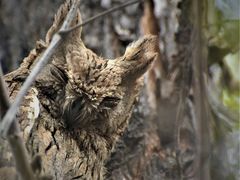 Otus brucei