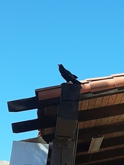 Corvus corax