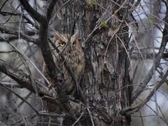 Otus brucei