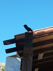 Corvus corax