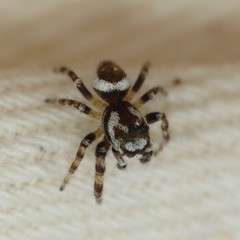 Metaphidippus