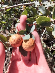 Atrusca brevipennata