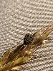 Epicoccum andropogonis