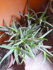 Aloe