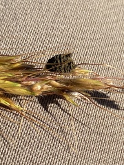 Epicoccum andropogonis