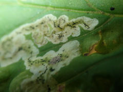 Phytomyza podagrariae