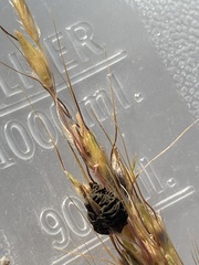 Epicoccum andropogonis