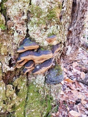 Phellinus lundellii