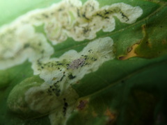 Phytomyza podagrariae