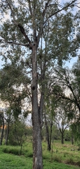 Eucalyptus populnea