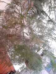 Angiospermae