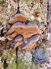 Phellinus lundellii