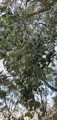 Eucalyptus populnea