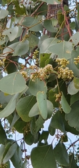 Eucalyptus populnea