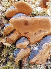 Phellinus lundellii