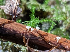 Hymenoscyphus scutula