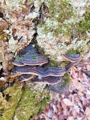 Phellinus lundellii