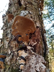 Phellinus lundellii