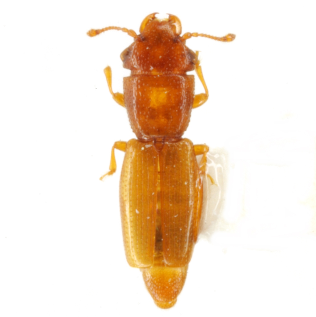Hesperobaenus constricticollis