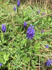 Muscari neglectum