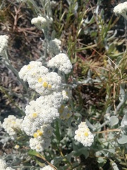 Helichrysum crispum