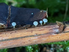 Hymenoscyphus scutula