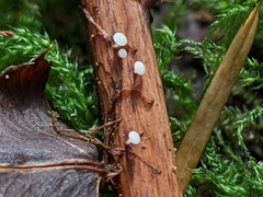 Hymenoscyphus scutula