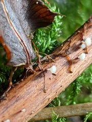 Hymenoscyphus scutula