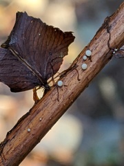 Hymenoscyphus scutula