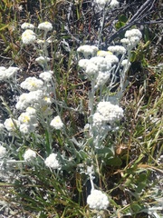 Helichrysum crispum