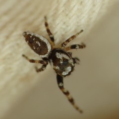Metaphidippus