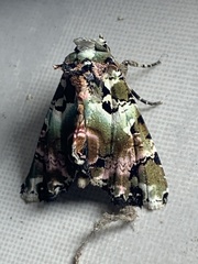 Heterochroma hypatia