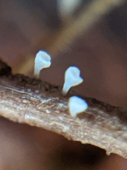 Hymenoscyphus scutula