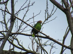 Amazona collaria