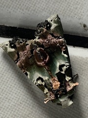 Heterochroma hypatia