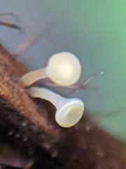 Hymenoscyphus scutula