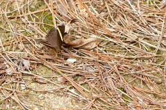 Abisara fylla