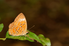 Taxila haquinus berthae