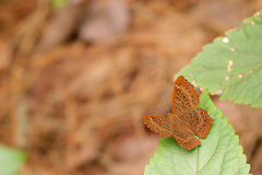 Zemeros flegyas allica