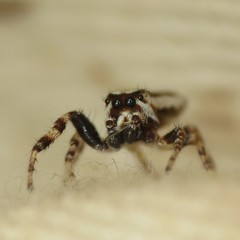 Metaphidippus