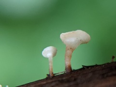 Hymenoscyphus scutula