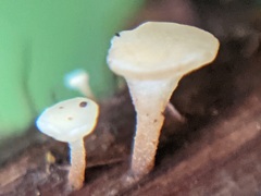 Hymenoscyphus scutula