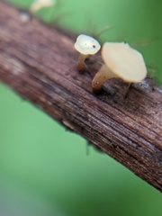 Hymenoscyphus scutula