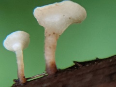 Hymenoscyphus scutula