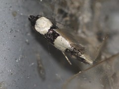 Delophanes anthracephala