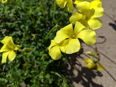 Oxalis pes-caprae