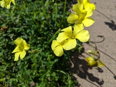 Oxalis pes-caprae